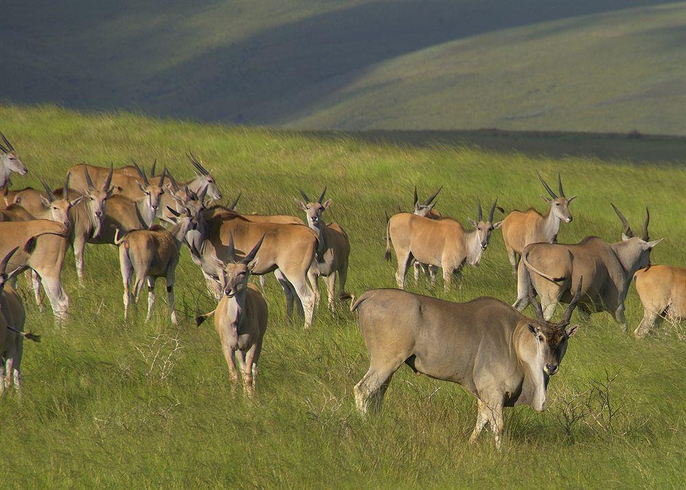 Gondwana Game Reserve Lodge Kleinberg