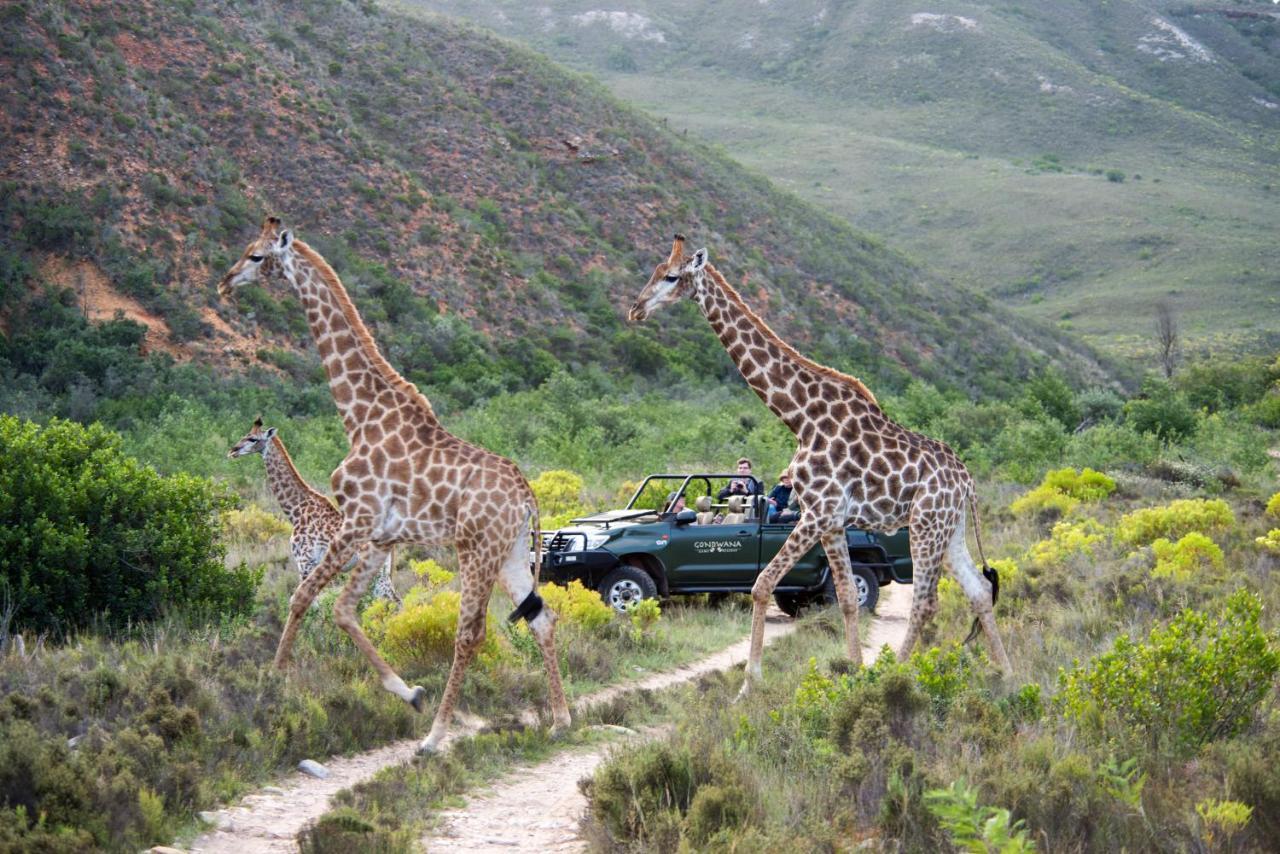 Lodge Gondwana Game Reserve Kleinberg