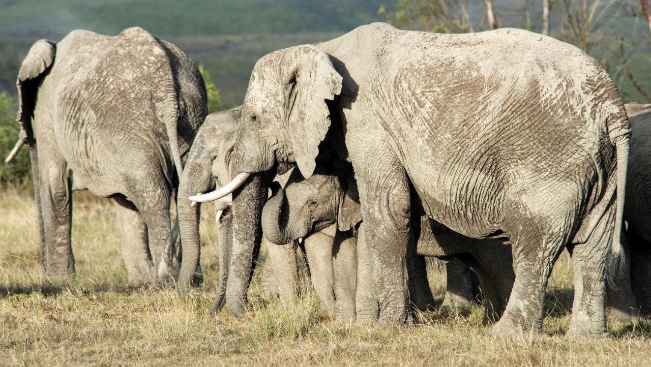 Lodge Gondwana Game Reserve