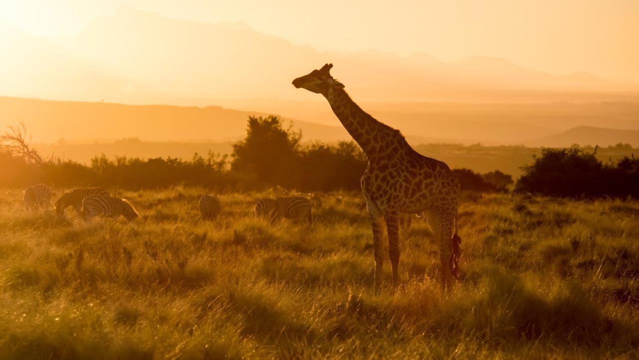Gondwana Game Reserve Lodge *